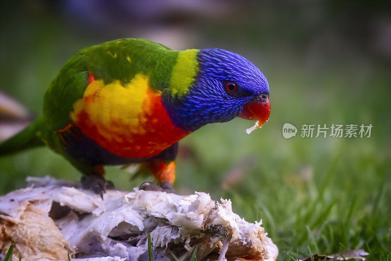 饥饿彩虹鹦鹉(Trichoglossus moluccanus)